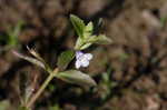 yellowseed false pimpernel